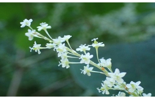Reynoutria japonica