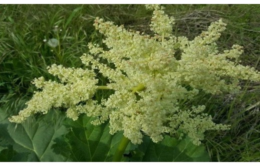 Rheum rhaponticum