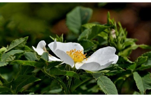 Rosa canina