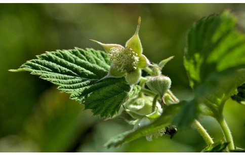 Rubus idaeus