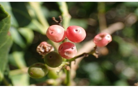 Schinus terebinthifolia