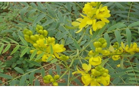 Senna alexandrina