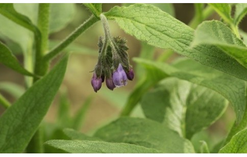 Symphytum officinale