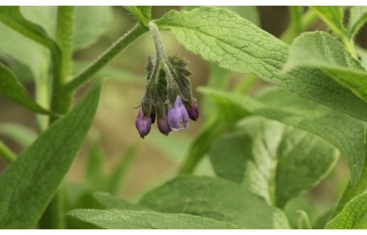 Symphytum officinale