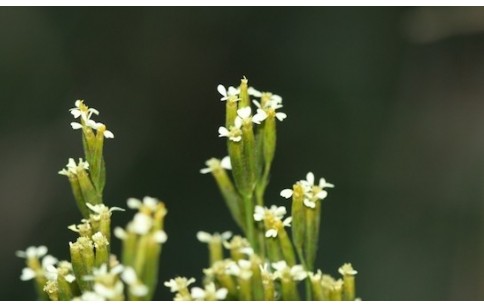 Tagetes minuta