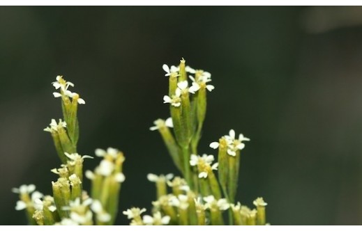 Tagetes minuta