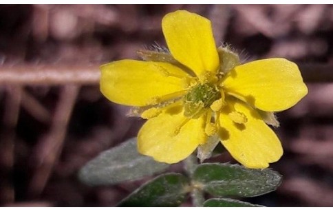 Tribulus terrestris