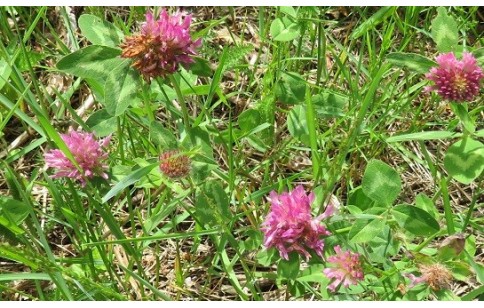 Trifolium pratense