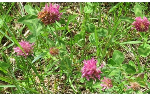 Trifolium pratense