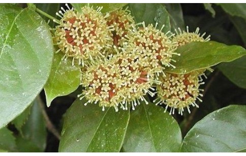 Uncaria rhynchophylla