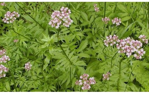 Valeriana fauriei