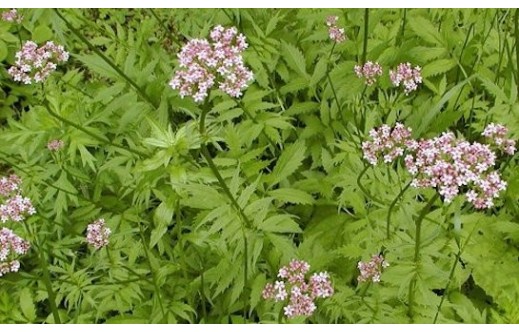 Valeriana fauriei