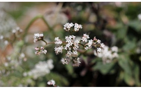 Valeriana jatamansi