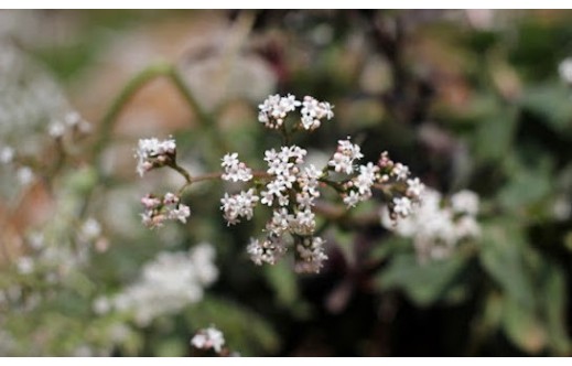 Valeriana jatamansi