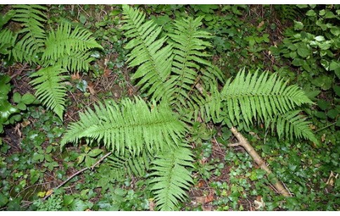 Dryopteris filix-mas