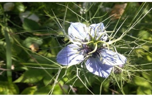 Nigella sativa