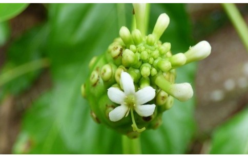 Morinda citrifolia