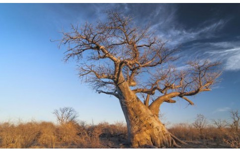 Adansonia digitata