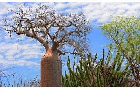 Adansonia fony