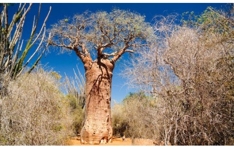 Adansonia grandidieri