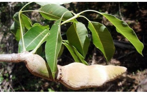 Adansonia za