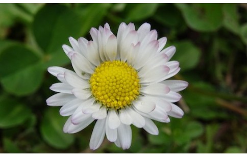 Bellis perennis