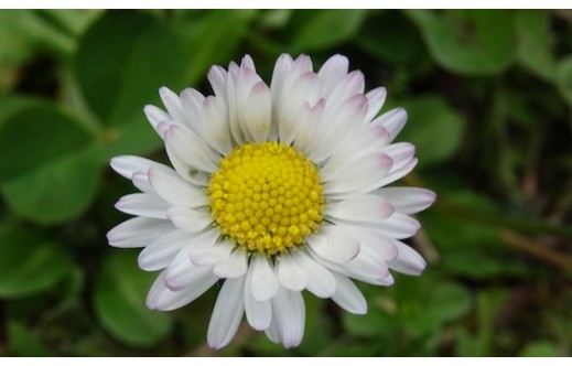 Bellis perennis