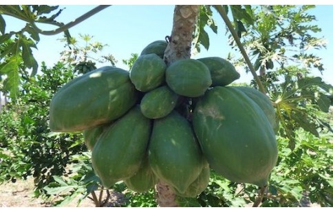 Carica papaya