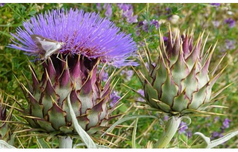 Cynara cardunculus