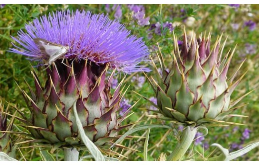 Cynara cardunculus