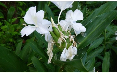 Hedychium coronarium