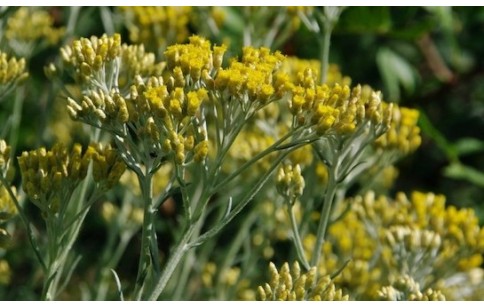 Helichrysum bracteiferum