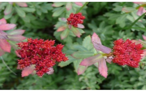 Rhodiola rosea