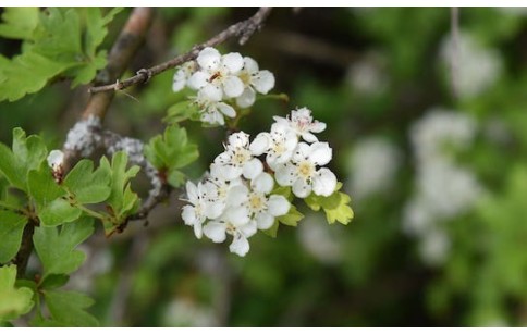 Crataegus monogyna