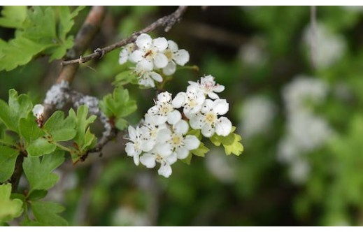 Crataegus monogyna