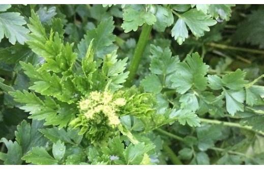 Petroselinum crispum