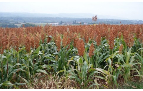 Graines De Sorgho Commun – 250 Graines Sorghum Bicolor Pour Engrais Vert Ou Fourrage