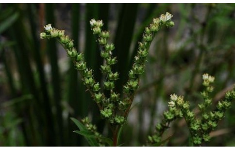 Penthorum chinense