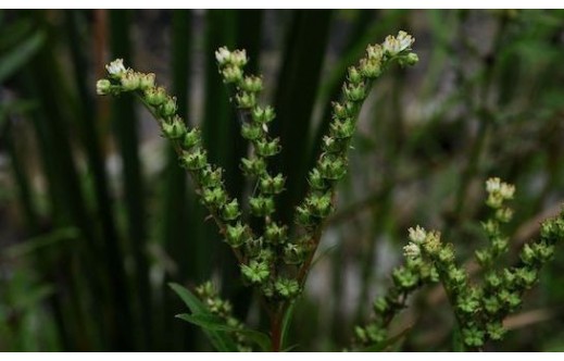 Penthorum chinense