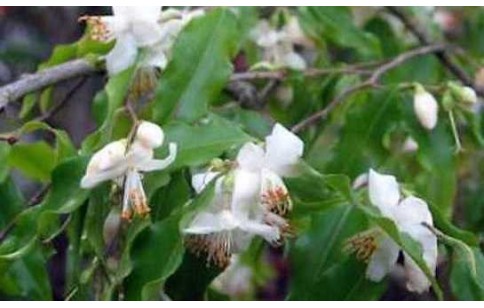 Camellia ptilophylla