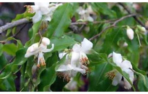 Camellia ptilophylla