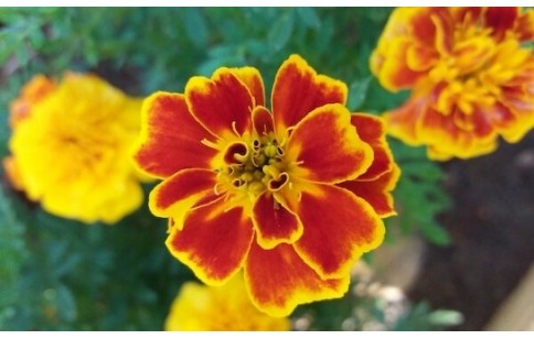 Tagetes patula