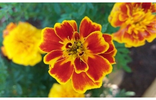 Tagetes patula