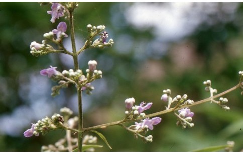 Vitex negundo