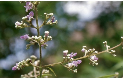 Vitex negundo