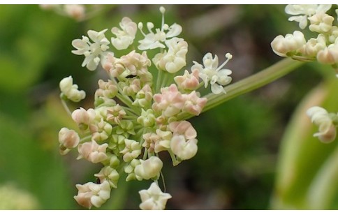 Peucedanum ostruthium