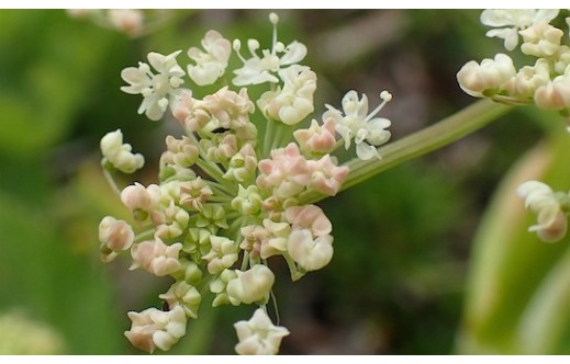 Peucedanum ostruthium