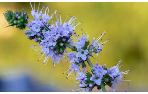 Mentha canadensis