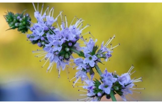 Mentha canadensis