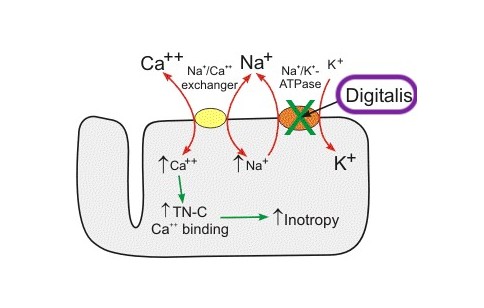 Cardiac glycoside